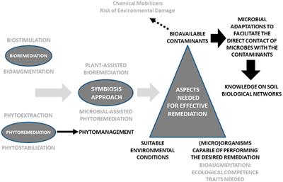 Reflections and Insights on the Evolution of the Biological Remediation of Contaminated Soils